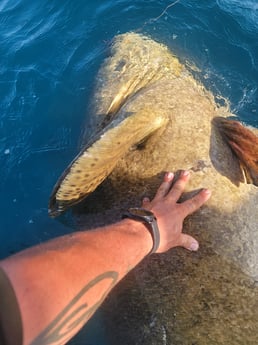 Goliath Grouper fishing in Clearwater, Florida