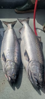 Chinook Salmon Fishing in Montesano, Washington