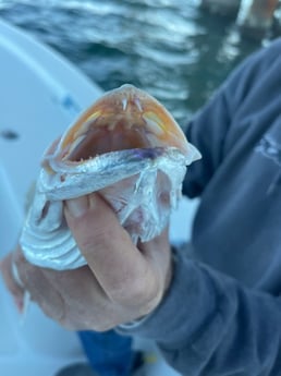 Speckled Trout / Spotted Seatrout Fishing in Gulf Shores, Alabama