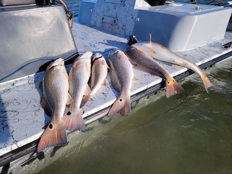 Redfish Fishing in Rio Hondo, Texas