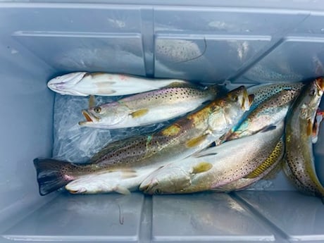 Speckled Trout Fishing in Corpus Christi, Texas