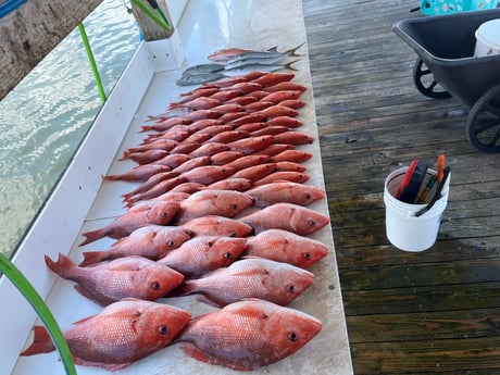 Fishing in Orange Beach, Alabama