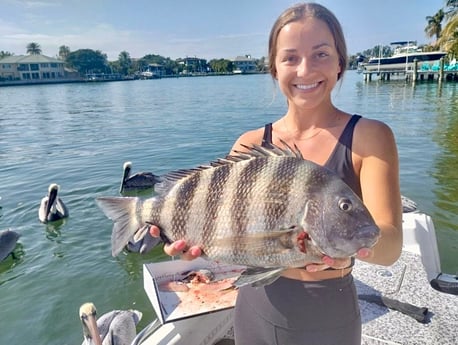 Sheepshead Fishing in Sarasota, Florida