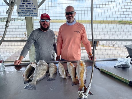 Black Drum, Redfish, Speckled Trout Fishing in Palacios, Texas