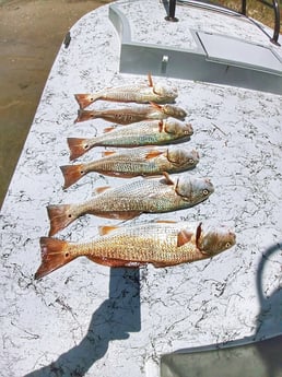 Redfish Fishing in Rio Hondo, Texas