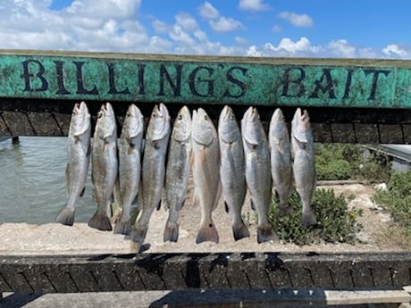 Speckled Trout / Spotted Seatrout fishing in Corpus Christi, Texas