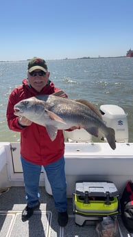 Black Drum Fishing in Galveston, Texas