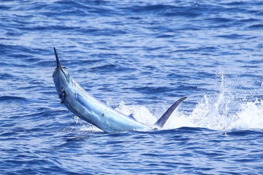 Fishing in Kailua-Kona, Hawaii