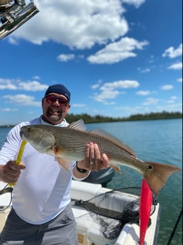 Snook fishing in Sarasota, Florida