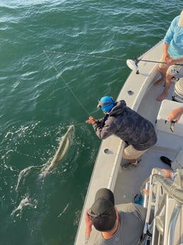 Tarpon Fishing in Naples, Florida