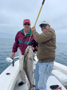 Barracuda fishing in Naples, Florida