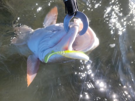 Redfish Fishing in Rio Hondo, Texas