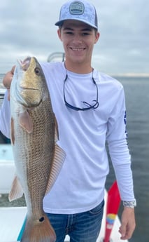 Redfish Fishing in Sarasota, Florida