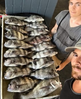 Black Drum, Sheepshead fishing in Galveston, Texas