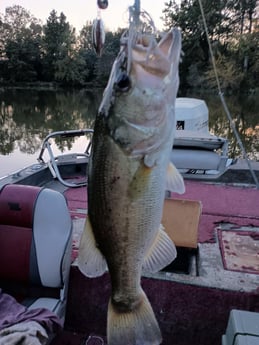 Largemouth Bass Fishing in Holmes Beach, Florida