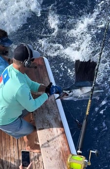 Sailfish fishing in Galveston, Texas