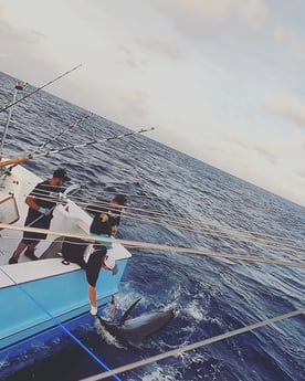 Black Marlin fishing in Morehead City, North Carolina