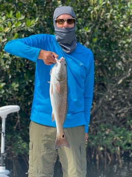 Redfish Fishing in Tampa, Florida