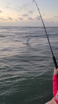 Tarpon fishing in Port O&#039;Connor, Texas