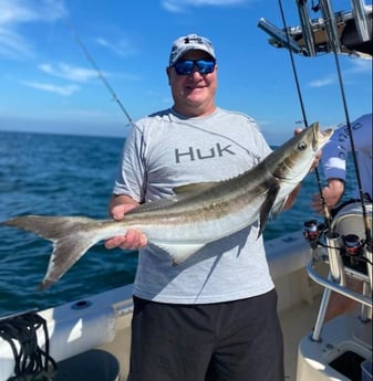 Cobia Fishing in Sarasota, Florida