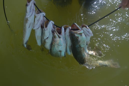 Speckled Trout / Spotted Seatrout fishing in Corpus Christi, Texas