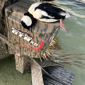 Bufflehead Fishing in Panama City, Florida