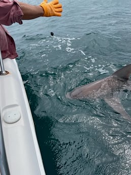 Bull Shark Fishing in Destin, Florida