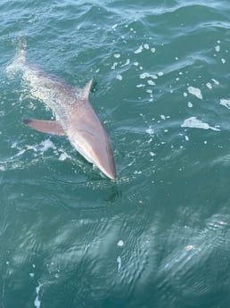 Blacktip Shark Fishing in Fort Morgan, Alabama