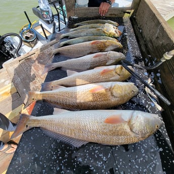 Redfish, Speckled Trout / Spotted Seatrout Fishing in Rio Hondo, Texas