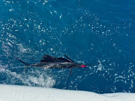 Fishing in Key West, Florida