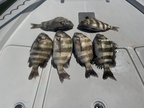 Sheepshead Fishing in Gulf Shores, Alabama