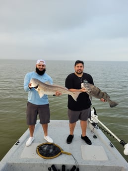 Black Drum, Redfish fishing in Corpus Christi, Texas