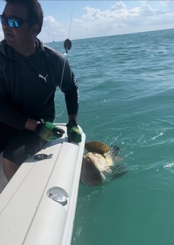 Goliath Grouper Fishing in Key West, Florida