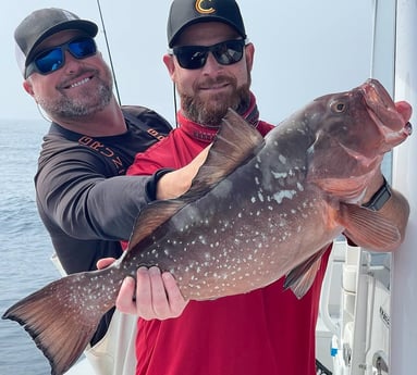 Red Grouper fishing in Clearwater, Florida