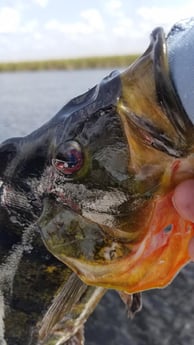 Peacock Bass fishing in Fort Lauderdale, Florida