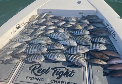 Mangrove Snapper, Scup / Porgy, Sheepshead Fishing in Sarasota, Florida