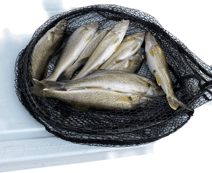 Walleye Fishing in