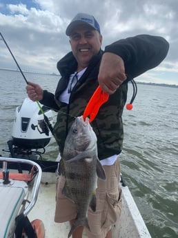 Black Drum fishing in Galveston, Texas