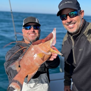 Hogfish fishing in Clearwater, Florida