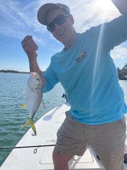 Jack Crevalle Fishing in Sarasota, Florida