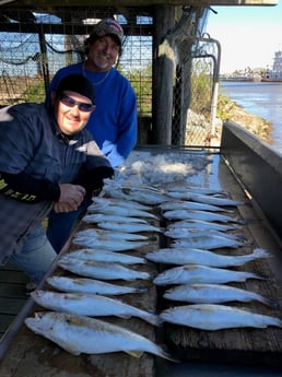 Speckled Trout / Spotted Seatrout fishing in Surfside Beach, Texas