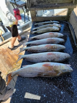 Redfish, Speckled Trout / Spotted Seatrout Fishing in Rio Hondo, Texas