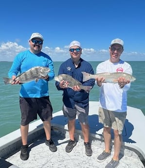 Black Drum, Redfish Fishing in South Padre Island, Texas