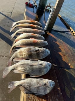 Black Drum, Redfish Fishing in Rockport, Texas