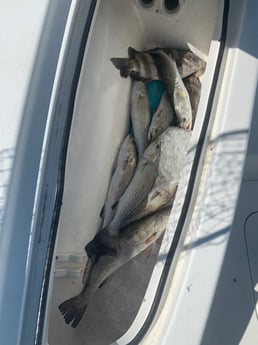 Sheepshead, Speckled Trout Fishing in Galveston, Texas