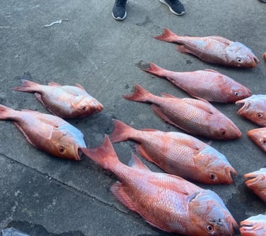 Red Snapper fishing in Freeport, Texas