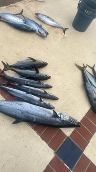 Fishing in Humacao, Puerto Rico