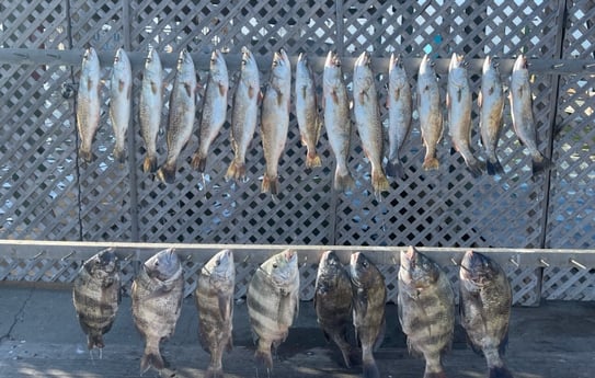 Black Drum, Sheepshead, Speckled Trout / Spotted Seatrout fishing in Corpus Christi, Texas