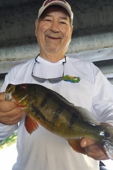 Peacock Bass Fishing in Fort Lauderdale, Florida