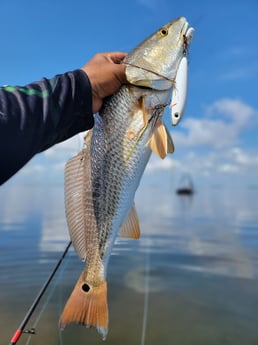 Redfish Fishing in Rio Hondo, Texas